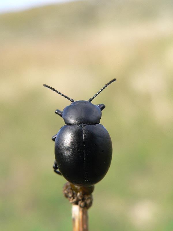 Tre coleotteri sicani